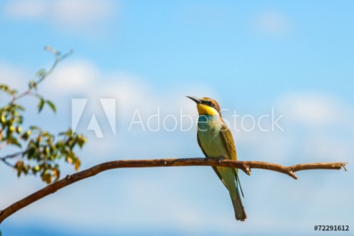 Picture of European bee-eater Merops apiaster